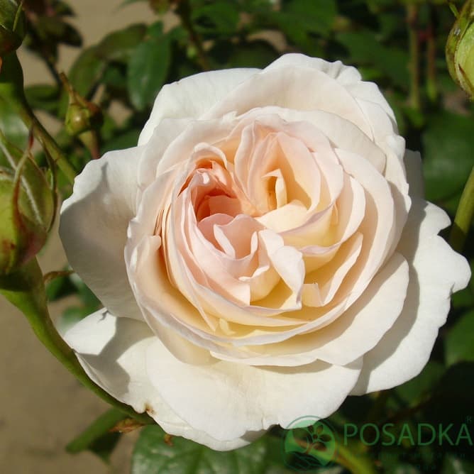 картинка Роза флорибунда Лайонз роуз (Lions Rose) 