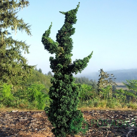 картинка Кипарисовик Лавсона Wissel's Saguaro 