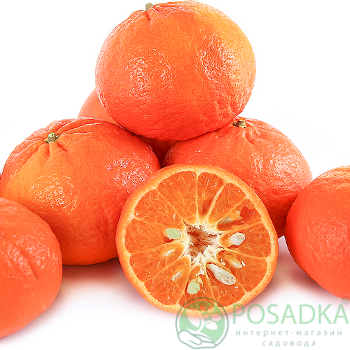картинка Мандарин Санбёрст (Sunburst) 