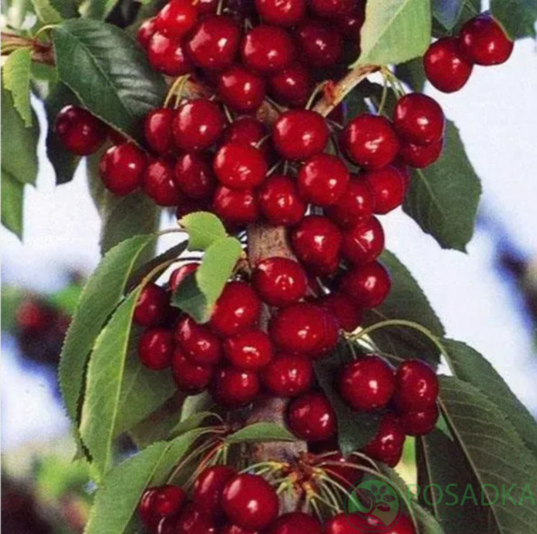 картинка Черешня Ред Пасифик  картинка Черешня Ред Пасифик
