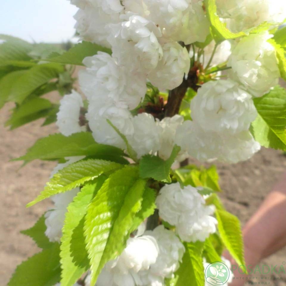 картинка Сакура белая Ибуплена 