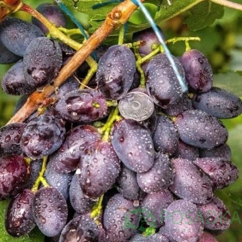 картинка Виноград Альфа 