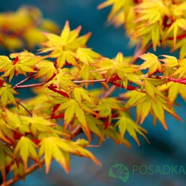 картинка Клен пальмолистный Katsura 7.5л 
