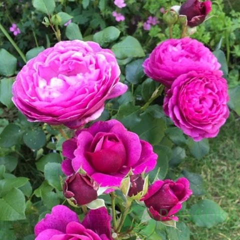 картинка Роза флорибунда Кейфф Фасет (Kaffe Fasset) 