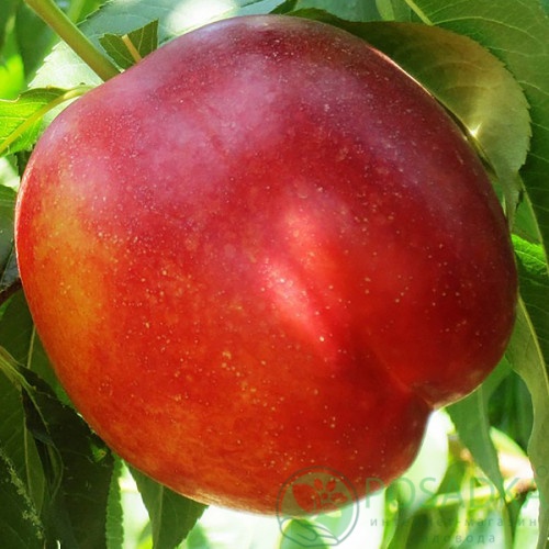 картинка Нектарин Мадам Бланшет 