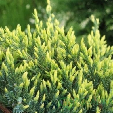 картинка Можжевельник чешуйчатый Холгер 