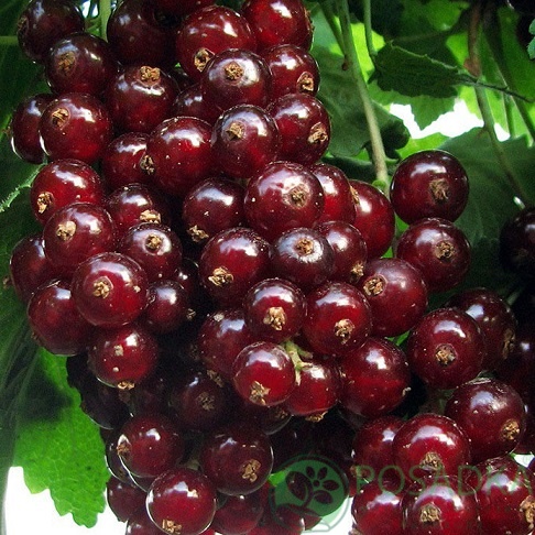 картинка Смородина красная Чародейка  картинка Смородина красная Чародейка