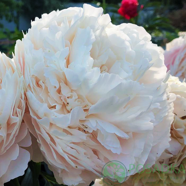 картинка Пион Solange 