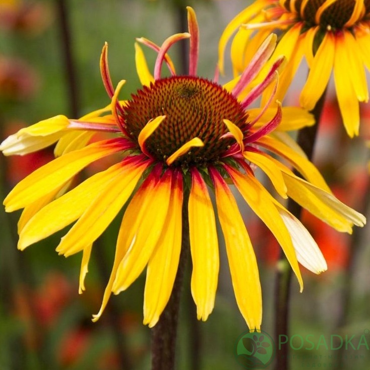 картинка Эхинацея Funky Yellow 