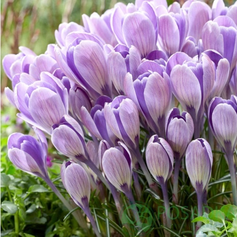 картинка Крокус Striped Bird  картинка Крокус Striped Bird