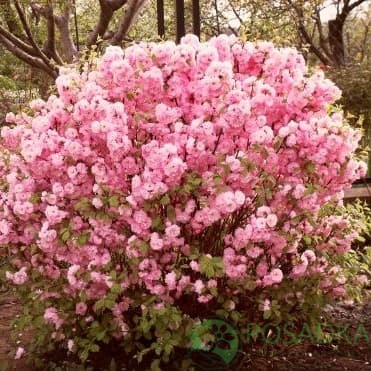 картинка Миндаль декоративный  картинка Миндаль декоративный