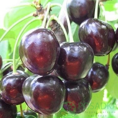 картинка Вишня Ночка 