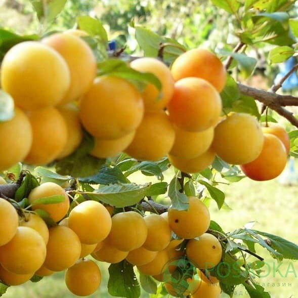 картинка Алыча Злато Скифов 