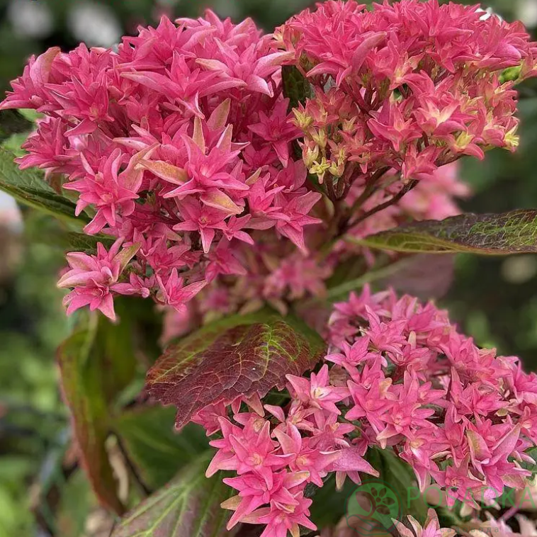 картинка Гортензия крупнолистная You & Me Prinzess Diana С10 