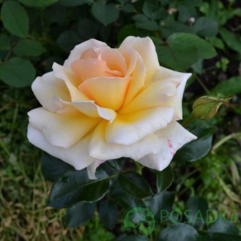 картинка Роза флорибунда Telethon (Телефон) 