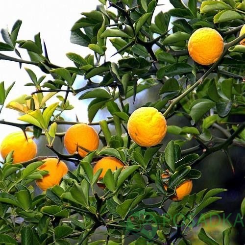 картинка Понцирус Trifoliata (дикий лимон) 