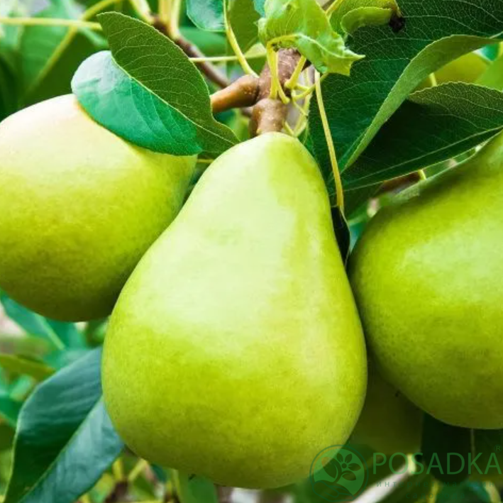 картинка Груша Бланка 