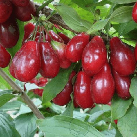 картинка Кизил Владимирский 2 года 