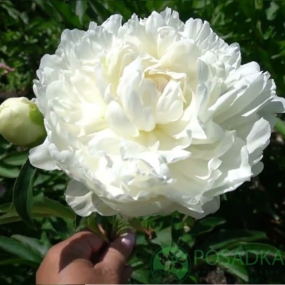 картинка Пион Галина Уланова 