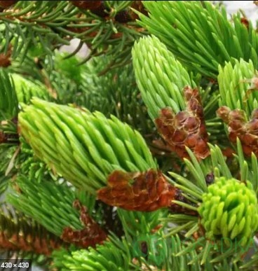 картинка Ель Японская С15 