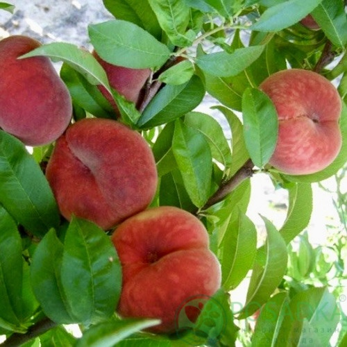 картинка Персик инжирный Плане Делишес (Plane ® Delicious) 