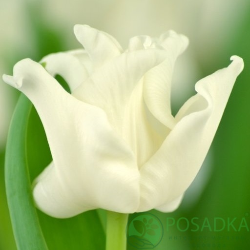 картинка Тюльпан White Liberstar  картинка Тюльпан White Liberstar