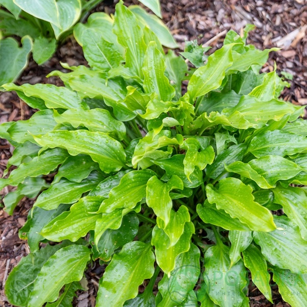 картинка Хоста Get Nekkid 