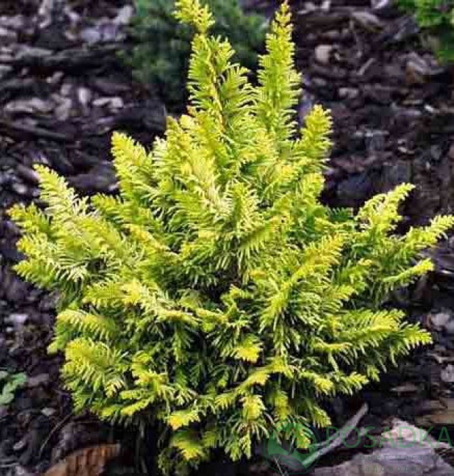 картинка Кипарисовик тупой Tetragona Aurea 