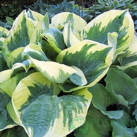 картинка Хоста Band of Gold  картинка Хоста Band of Gold