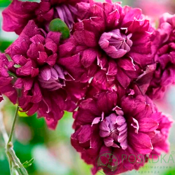 картинка Клематис Purpurea plena elegans 