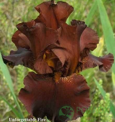 картинка Ирис germanica Unforgettable fire 