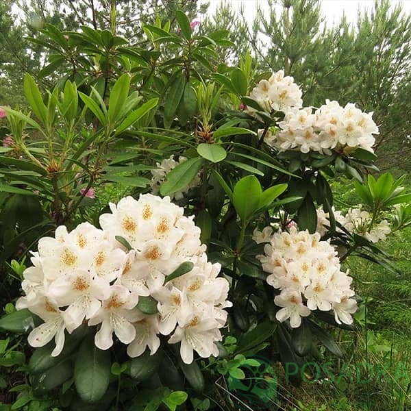 картинка Рододендрон гибридный Pernilla 