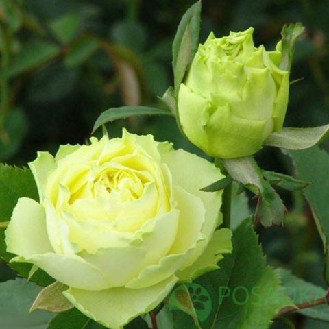 картинка Роза чайно-гибридная Грин ти 