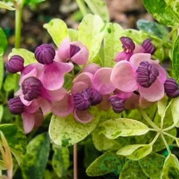 картинка Акебия пятилистная Variegata 
