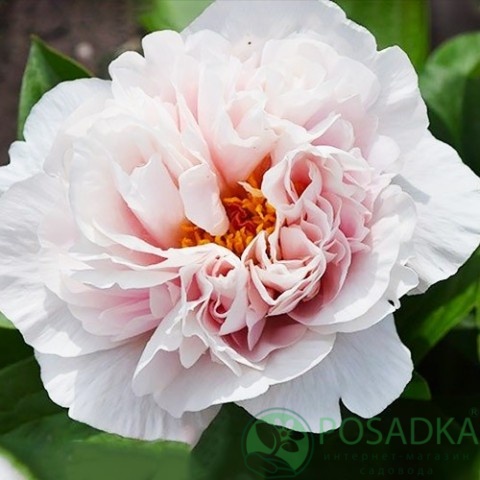 картинка Пион травянистый Мадам Эдуард Дорит 