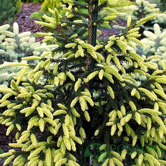 картинка Ель восточная Golden Start 12л 