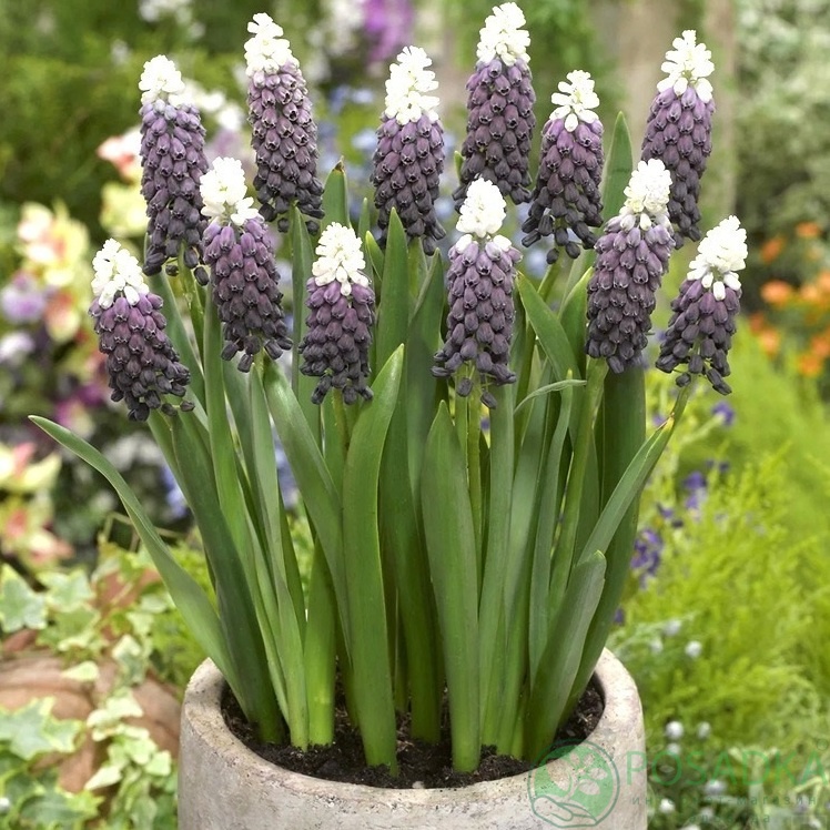 картинка Мускари Grape Ice  картинка Мускари Grape Ice