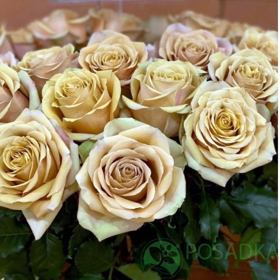 картинка Роза чайно-гибридная Голден Мустард С2 