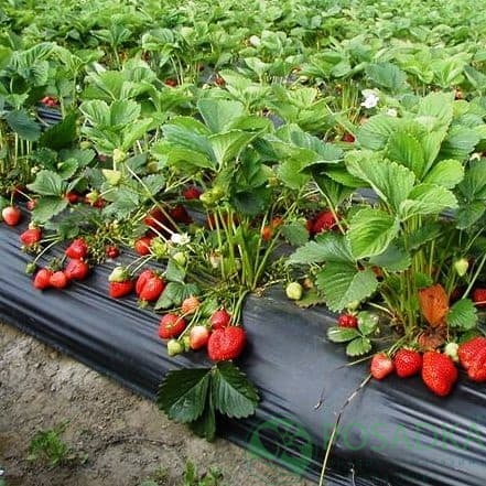 картинка Клубника Сан Андреас 