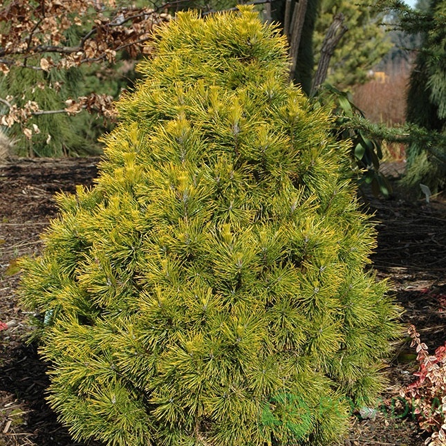 картинка Сосна обыкновенная Мозери С2 