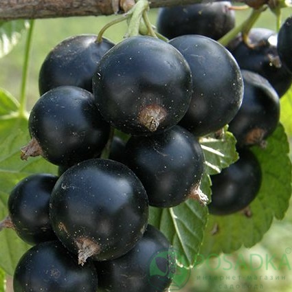 картинка Смородина чёрная Гулливер 