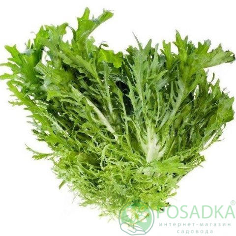 картинка Семена салат Эндивий Фризе Зеленый, 1 гр, SeedEra 