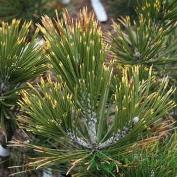 картинка Сосна Гельдрейха Aureospicata 