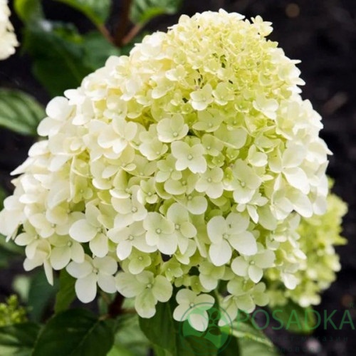 картинка Гортензия метельчатая Cotton Cream (Коттон Крем) 