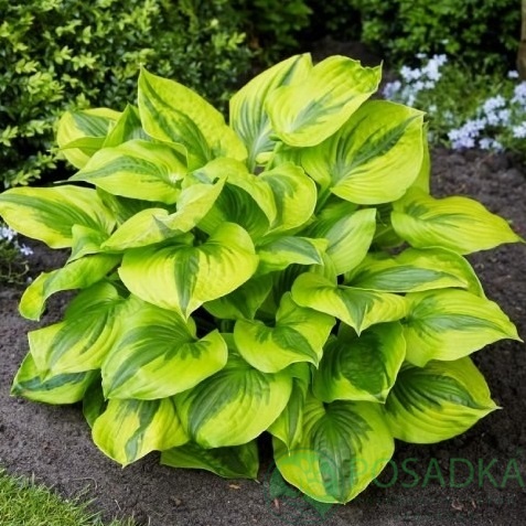 картинка Хоста Summer Lovin 