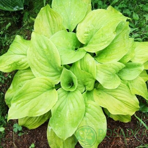 картинка Хоста Tortilla Chip 