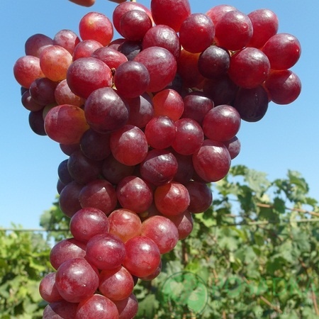 картинка Виноград Дарвика 