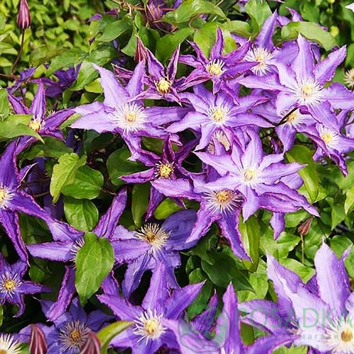 картинка Клематис Palette 