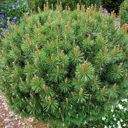 картинка Сосна горная Литомышль 