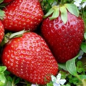 картинка Клубника Делли  картинка Клубника Делли